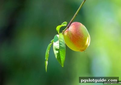pg电子游戏带你玩转水果机：虚拟币机制与每日签到全攻略